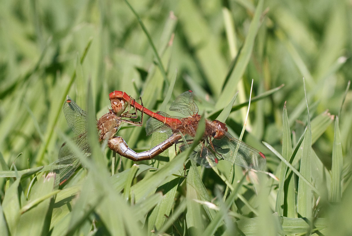 Sympetrum meridionale?